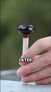 Tree Sap Turned Into An Essential Tool