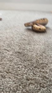 3.9K views · 34 reactions | #ballpython #ballpythonmorphs #ballpythonbreeder #python #snake #snakes #snakesofinstagram #reptile #reptiles #reptilesofinstagram #reptilekeeper #reptilekeeper #pet #pets #daily #snek #animal #animalsofinstagram #animals #reel #fbpost #fbreelsvideo #viral | Black Lake Reptiles | Facebook