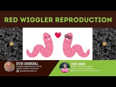 Red Wiggler Reproduction
