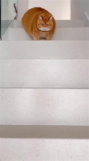 Plus-Sized Comedy for Food Lovers: Extra Funny Moments