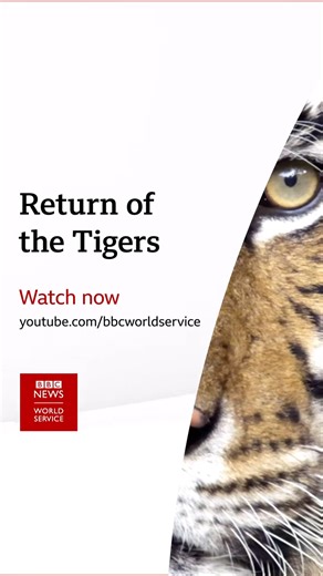 17K views · 170 reactions | In 2010, the Himalayan nation of Nepal was one of 13 countries to commit to doubling its wild tiger populations by 2022. In the decade since, Nepal is the only country to have achieved that goal.  Watch this and other documentaries under 30 munites on our YouTube channel : https://youtu.be/2pGfxcZZNfE | BBC World Service | Facebook