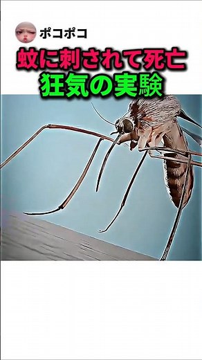 蚊に刺されて死亡した医師…狂気の実験の真実#黄熱病 #雑学 #科学 #衝撃の実話 #感動