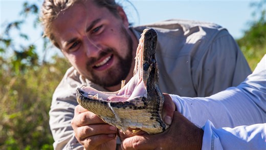 Why this Florida python raises new alarm about invasive spread