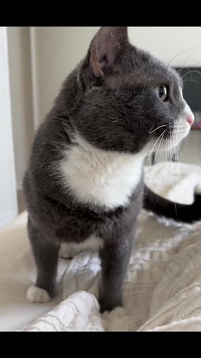 get to the chopper #catsoftiktok