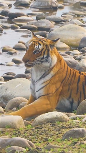 Legendary Paed Wali Tigress Spotted on Sambar Road | Dhikala Safari at Jim Corbett National Park