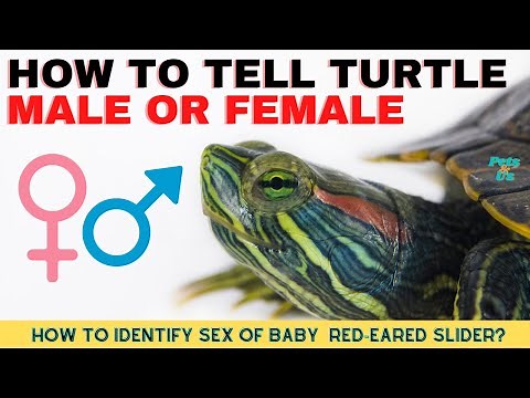 🐢How To Tell Turtles is Male or Female | Red-Eared Slider Turtles 🐢2022 | Pets and Us