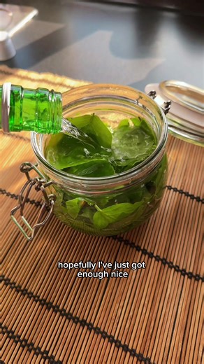 Beech Leaves pt.2 Noyua #beech #foraging #findersfeeders #foodforfree #fyp