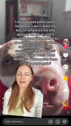 Courtney Deer, DVM | ER Veterinarian on Instagram: "Common misconceptions about JAK in dogs and allergies! Studies have not shown a meaningful correlation between neoplasia and JAK use in dogs. In fact, it’s being trialed as a treatment in some neoplasias. As for being in them for life - that’s the unfortunate reality for many dogs. Genetic and environmental factors play into atopy and allergies, and not all of those can be managed with immunotherapy."