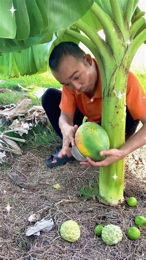 I’ll Use This Bowl to Harvest Papayas from a Banana Tree!