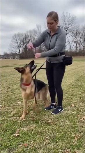 The leash pulling mistake most German Shepherd owners make #dogtraining #germanshepherd #shorts