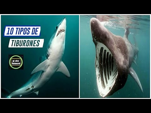 10 Types of Sharks🌊🐚Shark Species🌊