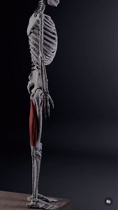 Very few people consider this when it comes to touching their toes, or hamstring flexibility. But it’s a huge 🔑 The truth about any type of mobility expression like a toe-touch is that it’s never just a problem with one area. | Conor Harris