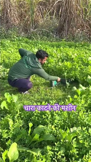 Fodder cutting machine #agriculture #topfarming