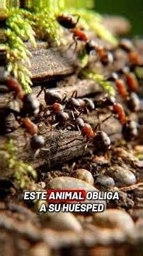 se llama Ophiocordyceps. #hormigas #hongos #viralvideos #parati #curiosidades