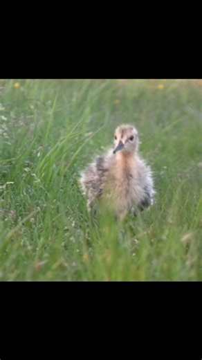 29K views · 403 reactions | Het stikt ervan momenteel! Overal kun je...