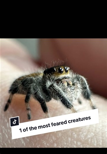 Understanding Pet Spiders: Myths and Realities