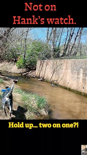 “Not on Hank’s watch.” 🔥 #australiancattledog #dogshorts #blueheeler #doglife