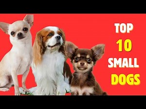 Top 10 Small and Best Dogs in the World #dogs #dogbreed #smalldogs #dog #dogslover#smalldogs #pets