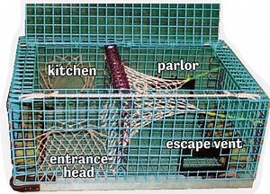 How often do you have to check lobster traps? [2025] | QAQooking.wiki