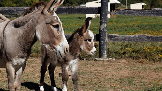 Adorable, Miniature Donkey Baby’s Silly Antics Will Put a Smile on Anyone’s Face