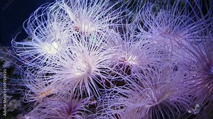 Sea anemone moving under water, nature underwater 4K footage