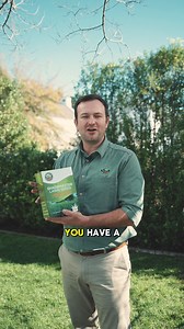 35 reactions | Say goodbye to patchy lawns! Introducing Shademaster Lawn Seeds - the solution for a lush, green lawn all year round. Perfect for shady areas and parks. ✔ Shade Resistance ✔ Drought & Winter Tolerant Get yours now and transform your outdoor space | Guanoboost | Facebook