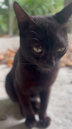Why do cats always choose violence at random times? 😂#chaoscat #catfunny #petsoftiktok #viral