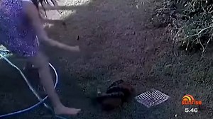 28K views · 90 reactions | The horrifying moment a carpet python lunged from a bush and attacked a puppy in Queensland has been caught on security video  | Sunrise | Facebook