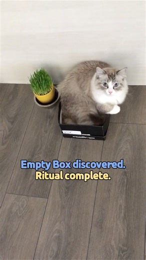 When a Cat Finds an Empty Box (Dumpling’s Cute Box Ritual)