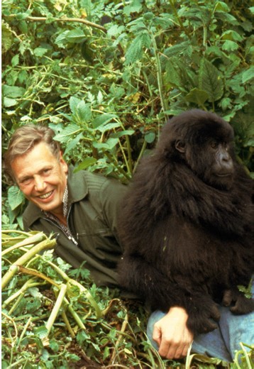 David Attenborough looks back on one of the most unforgettable experiences of his life 🦍 🌿 💚 Watch Making Life on Earth: Attenborough’s Greatest Adventure on iPlayer from 3 May #MakingLifeOnEarth #DavidAttenborough100