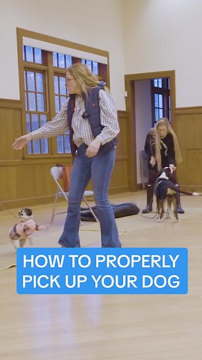 How to Properly Pick Up Your Dog - Dog Training Tips