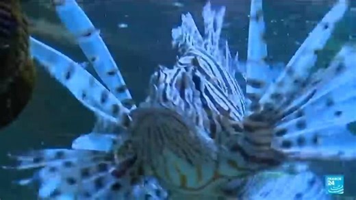 Greece’s gastronomic solution to invasive lionfish problem