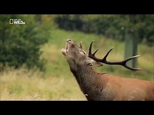 Wolves of the World | Wildlife Documentary HD