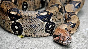 Paramedics Use Pocketknife To Cut Boa Constrictor From Woman’s Face