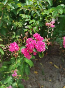 Red Crepe Myrtle Seeds: Ornamental Tree, Showy Flowers - Etsy Canada