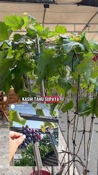 Jenis anggur mudah berbuah #anggurjupiter #anggurninel