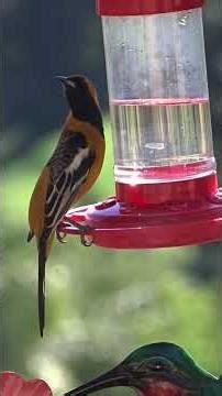 Hooded Orioles Females return to Southern California, get your hummingbird feeder out Wild birds