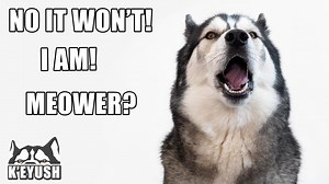 It's crazy how well he copies words! His argument about toast is one of my favourites! This is all from the last 5 months of him speaking his best English. | Keyush the Stunt Dog