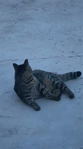 Is my Tiger Python smart and cute? 😍😺 Let me know!"TigerPython #ЖолбарысПитоны #SmartPet #CuteSnak