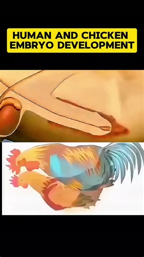 Human and chicken embryo development in a glance. Educational 3D animation. #Embryology #HumanDevelopment #ChickenEmbryo #ComparativeEmbryology #DevelopmentalBiology #FetalDevelopment #EmbryonicStages #StemCellResearch #Biology #science #fyp #medical #viral #usa