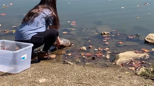 🐢 rescued from Crystal Lake months ago were released today at Antietam Lake … more on the feel good story tonight on @wfmz | WFMZ