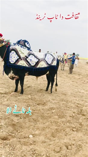 Zain Awan 512 (@zain_abbas_awan0)’s videos with original sound - ✨ʀᴏᴋʜʀɪ ᴛᴏ ᴊᴀᴀɴ ʜʏ⚡