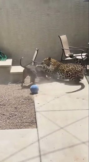 Leopard Jumps Into Yard — Pit Bull Attacks! #dog #pitbull #leopard #wildanimals #animals