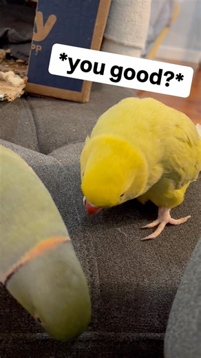 I think he’s broken 😂 #talkingbird #talkingparrot #fail #funnyanimals #couplecomedy #birb #parrot