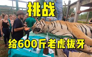 给600斤老虎做根管治疗，钻开根管才发现，情况比想象得更严重_哔哩哔哩_bilibili