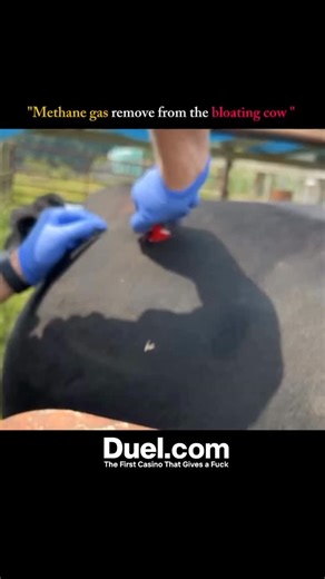 UniverseX | How Methane Gas Is Removed from a Bloating Cow 🐄💨 When a cow’s stomach fills with too much gas, it can become life-threatening — a... | Instagram