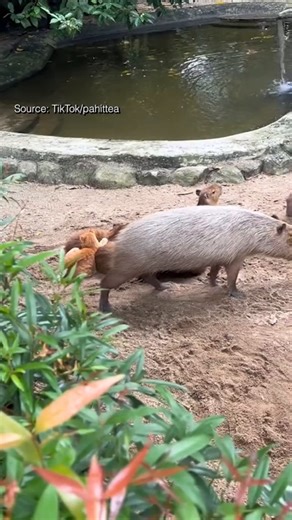 This orange cat has made a home in the capybara enclosure in Zoo Negara in Malaysia.Zoo staff are not exactly sure when the cat's move happened, but it seems like its fitting in nicely.CC: AsiaOne