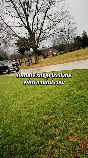 I’m a cow mom - meet Pablo EsCOWbar | Meme Krunchymuffin