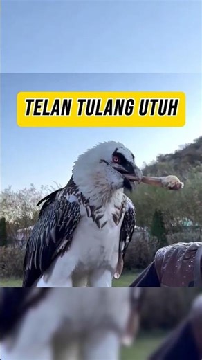 Hewan Ini Menelan Tulang Besar Tanpa Mengunyah???