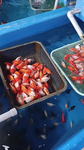 Ready for sale #goldfishlovers #ckgoldfish #ckgoldfishfarm #goldfishmalaysia #goldfish